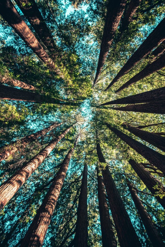Bioeconomia Circular e Digital: Oportunidades para a Transição…