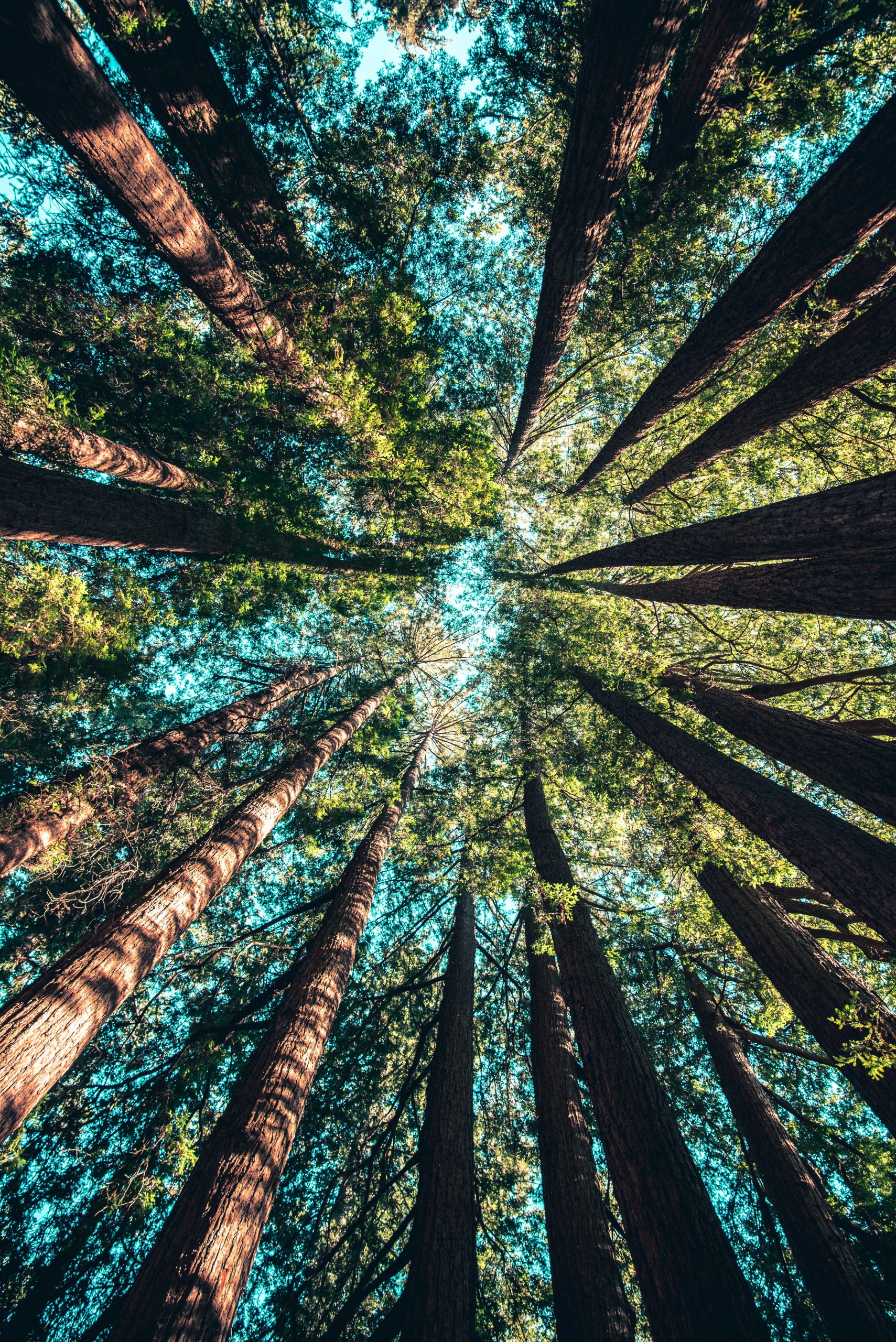 Bioeconomia Circular e Digital: Oportunidades para a Transição…